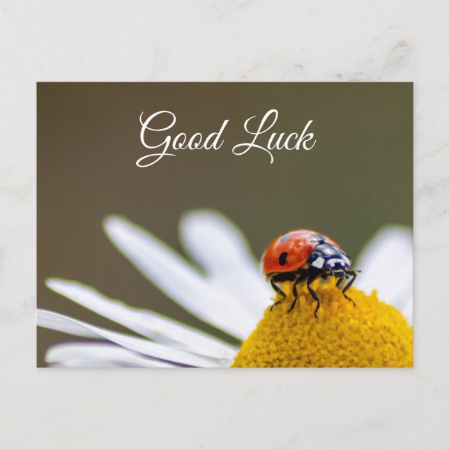 Good luck with cute little ladybug! postcard (Front)