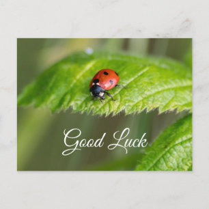Good luck with cute little ladybug! postcard