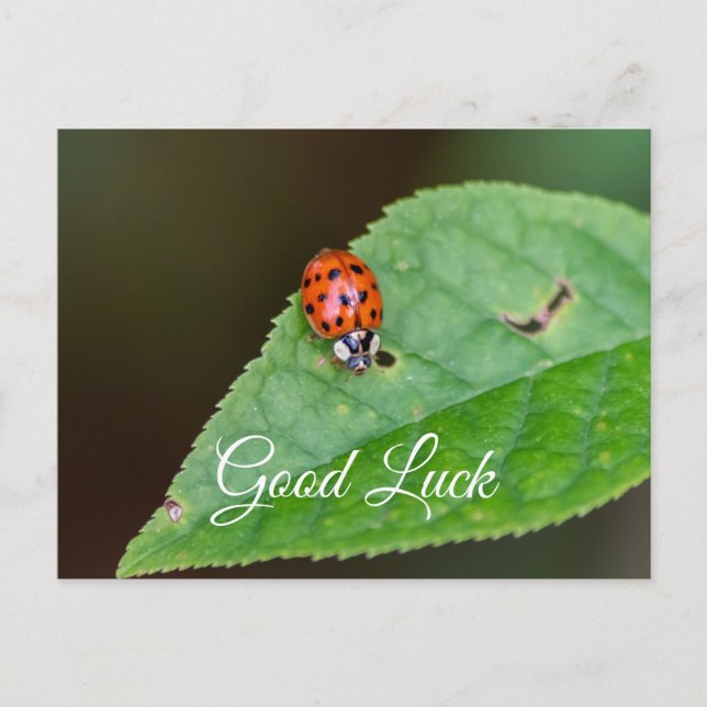 Good luck with cute little ladybug! postcard (Front)