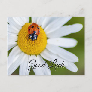 Good luck with cute little ladybug! postcard