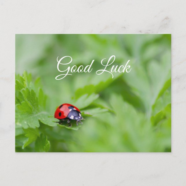 Good luck with cute little ladybug! postcard (Front)