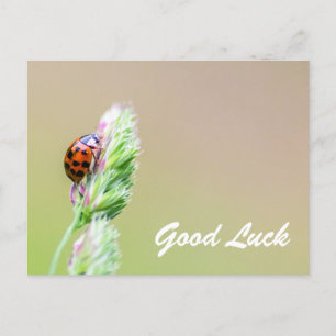 Good luck with cute little ladybugs! postcard