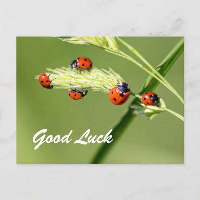Good luck with cute little ladybugs! postcard (Front)