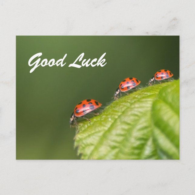 Good luck with cute little ladybugs! postcard (Front)