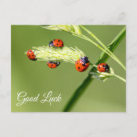 Good luck with cute little ladybugs! postcard