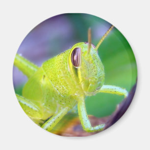 Good Morning Grasshopper magnet