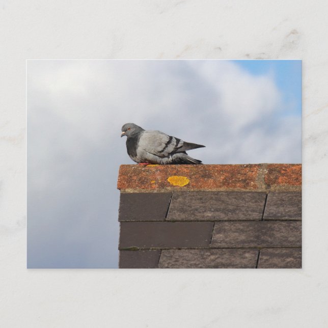Good Morning Pigeon Postcard (Front)