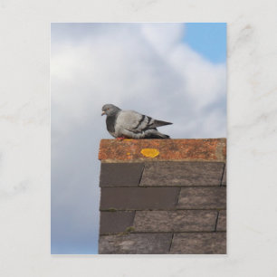 Good Morning Pigeon Postcard