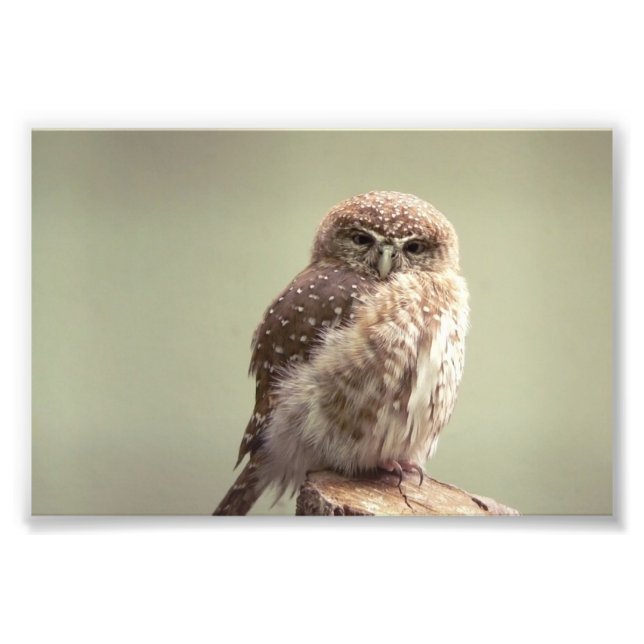 Good Morning to you photo Print (Front)