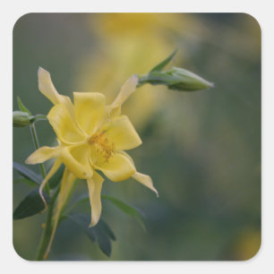 Good morning yellow flowers square sticker