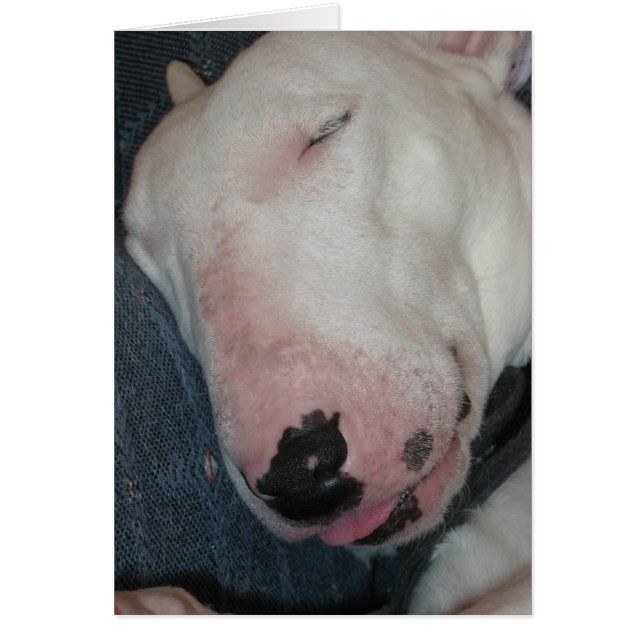Good Night, Sleep Tight, Silly Dog (Front)