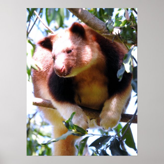 Goodfellow's Tree Kangaroo Poster (Front)