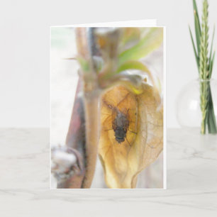 Goodnight Fly Note Card