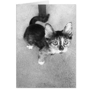 goofy calico kitten, black and white