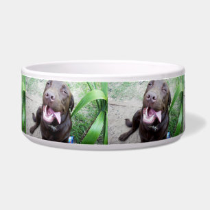 Goofy Delights: Chocolate Brown Labrador Puppy,