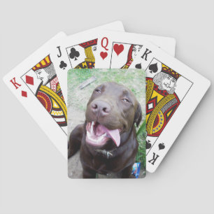 Goofy Delights: Chocolate Brown Labrador Puppy, Playing Cards