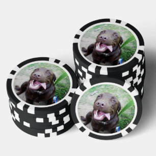 Goofy Delights: Chocolate Brown Labrador Puppy, Poker Chips