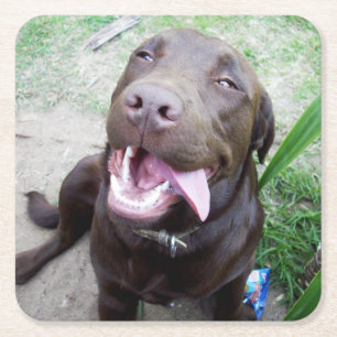 Goofy Delights: Chocolate Brown Labrador Puppy, Square Paper Coaster