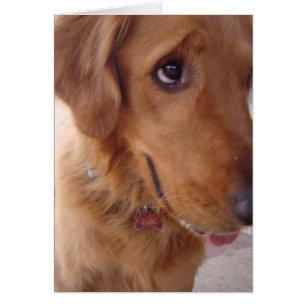 Goofy Golden