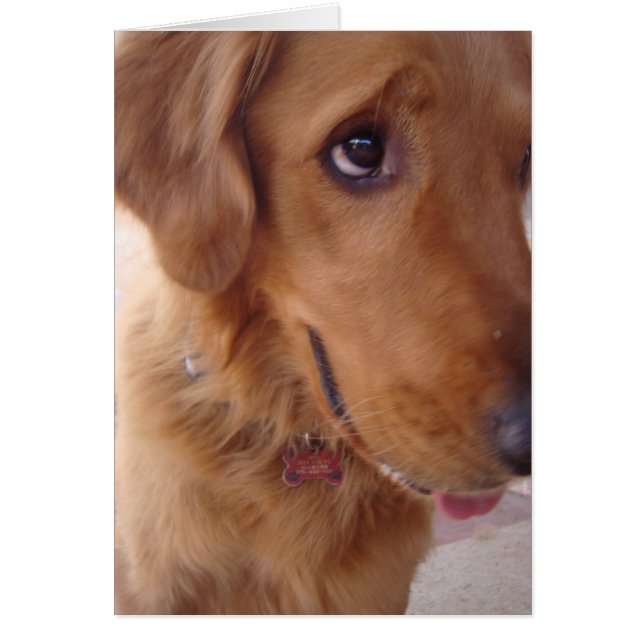 Goofy Golden (Front)