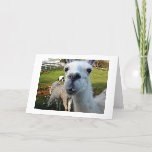 Goofy Llama Blank Greeting Card