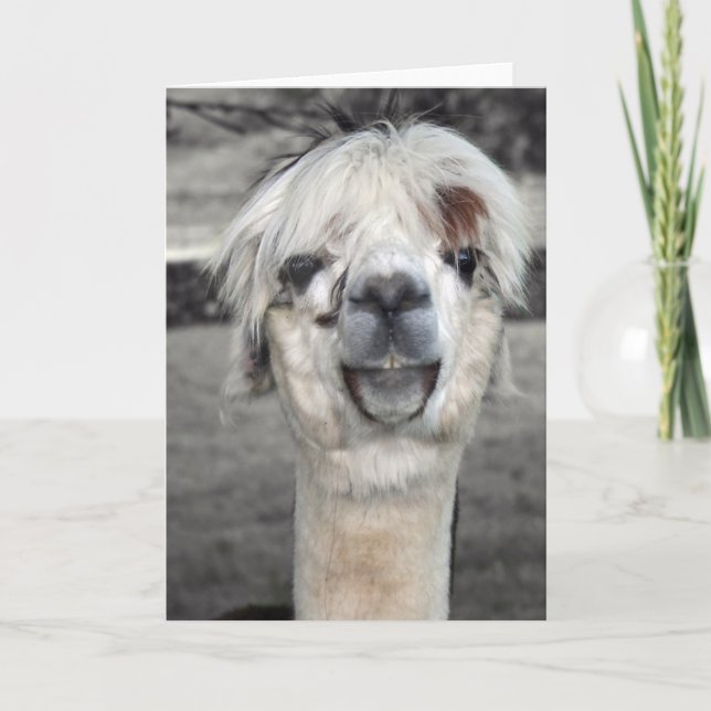 Goofy Llama Greeting Card (Front)
