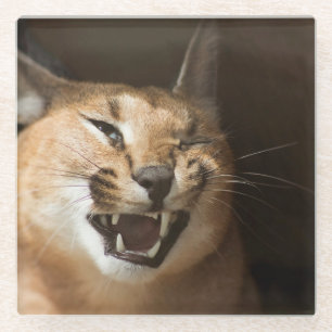 Goofy Lynx Glass Coaster