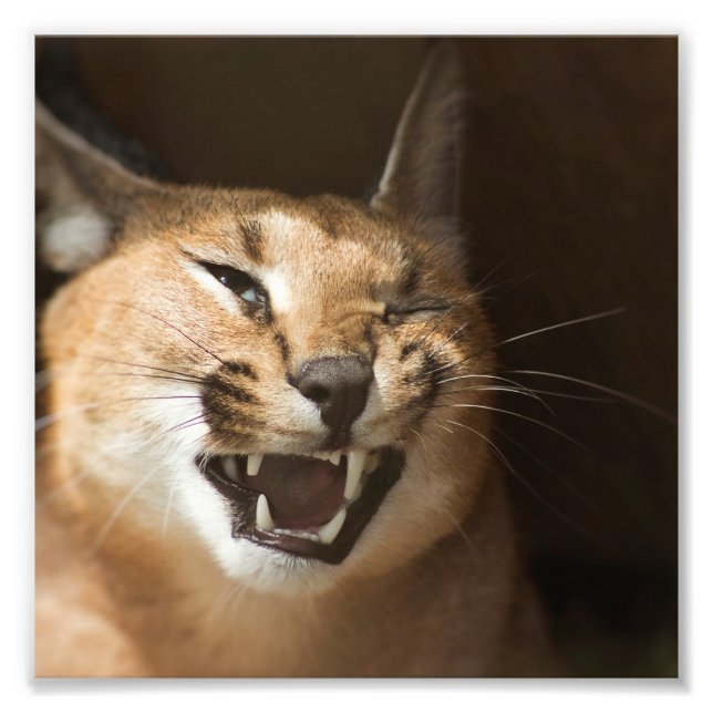 Goofy Lynx Photo Print (Front)