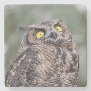Goofy Owl Stone Coaster
