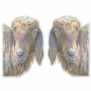 Goofy Sheep Faces Ranch Farm Animals Art 