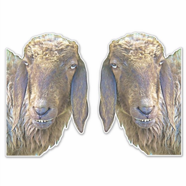 Goofy Sheep Faces Ranch Farm Animals Art  (Front)