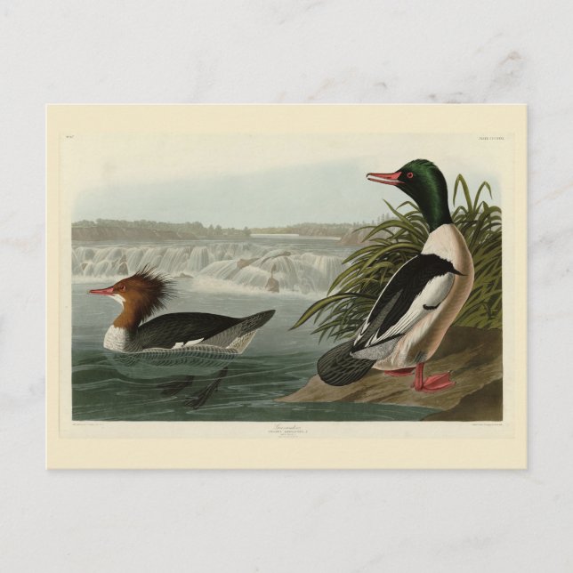 Goosander (Common Merganser) Audubon's Birds Postcard (Front)