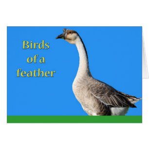 Goose: African Grey Goose Says: Birds of a Feather