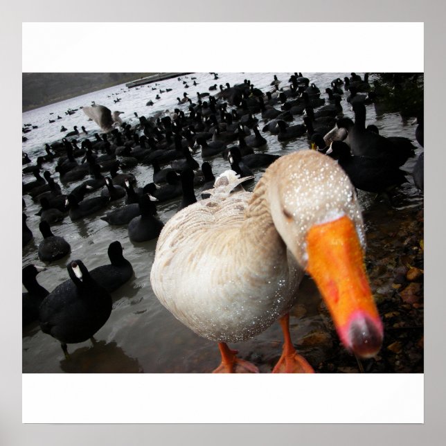 Goose and Coots Poster (Front)