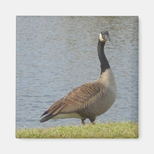 Goose By Pond Magnet