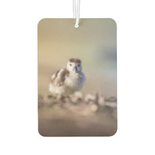 Goose Chick Nature Photo Car Air Freshener