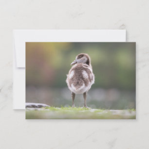 Goose Chick Nature Photo Card