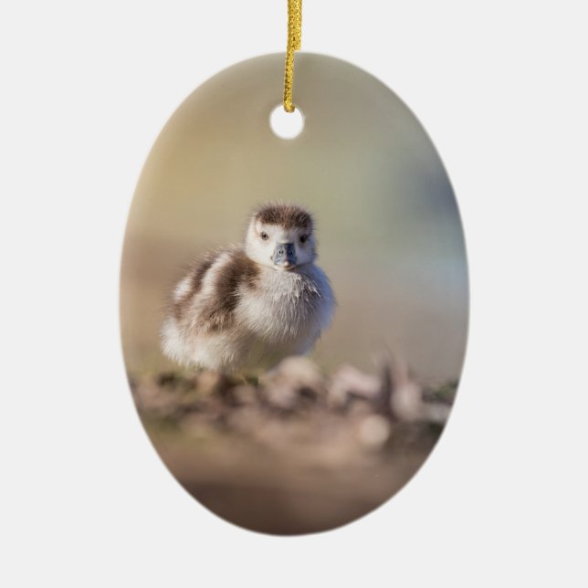 Goose Chick Nature Photo Ceramic Ornament (Front)
