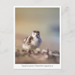 Goose Chick Nature Photo Postcard