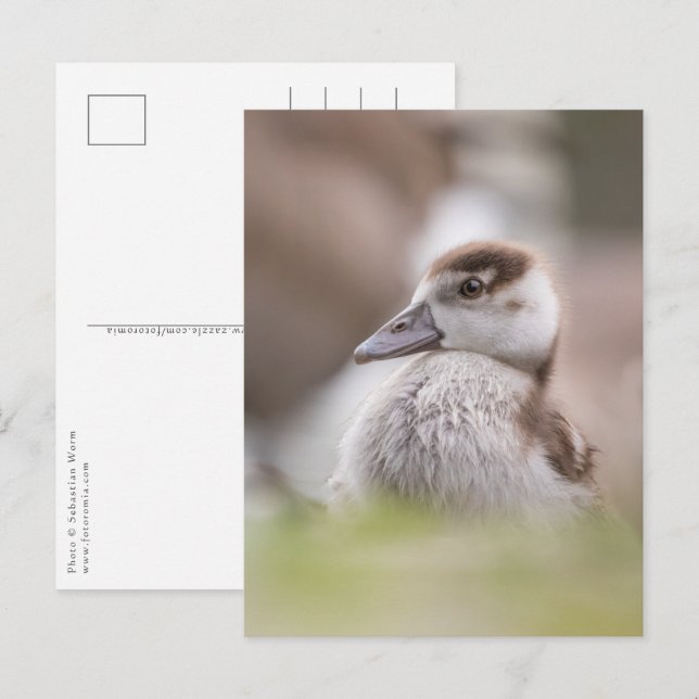 Goose Chick Nature Photo Postcard (Front/Back)
