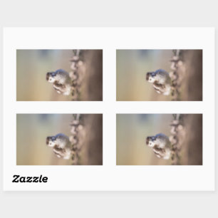 Goose Chick Nature Photo Rectangular Sticker