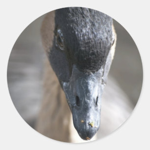 Goose Classic Round Sticker