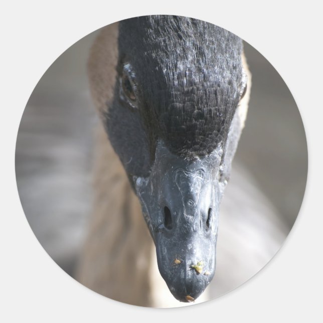 Goose Classic Round Sticker (Front)