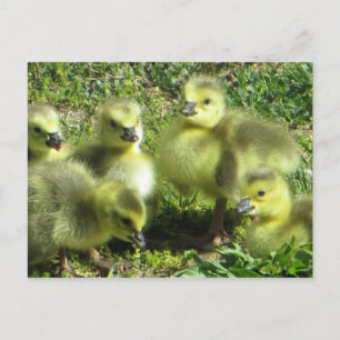 Goose Family Postcard