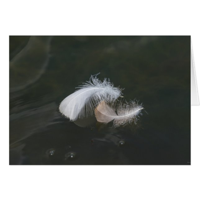 Goose Feathers Floating (Front Horizontal)