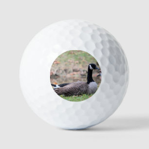 Goose   golf balls