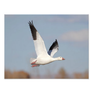 Goose high in the sky photo print