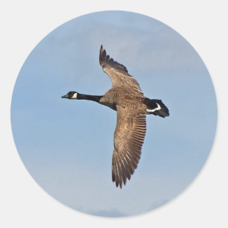 Goose in Flight Classic Round Sticker