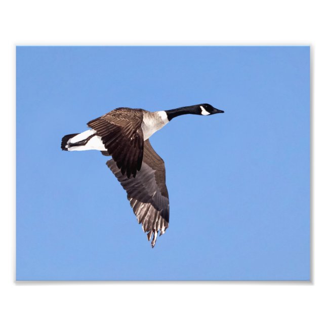 Goose In Flight Photo Print (Front)