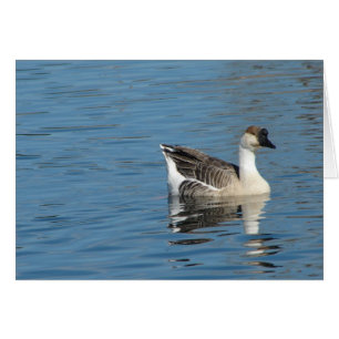 Goose in the Park